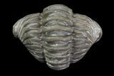 Wide, Enrolled Flexicalymene Trilobite - Removable From Shale #67669-2